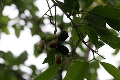 Syzygium cumini